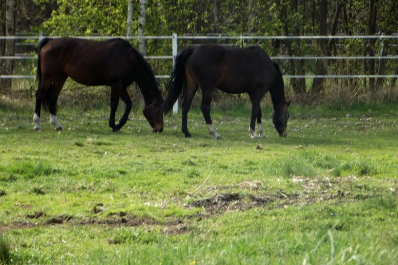 monika antczak (monika0505), goleniów
