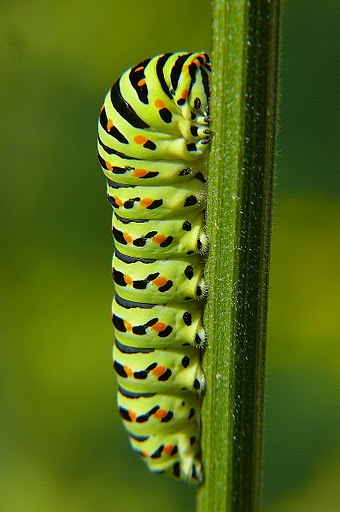 Darek Polack (derr), Bielsko-Biała