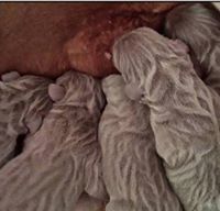 Carski Trakt Kennel Fci (CarskiTraktKennelFci)