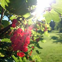 Monika Nor (MonikaNor)