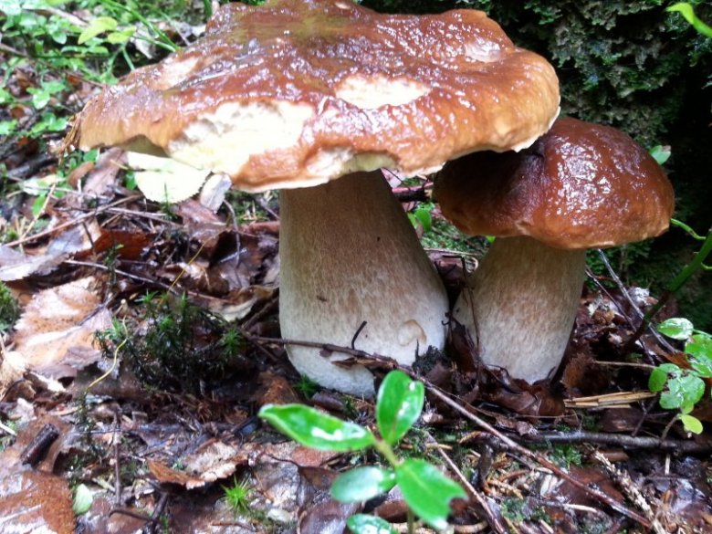 wieslaw luba (rasta)