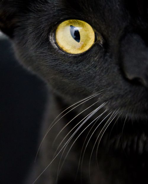 Przemek Stavanger (hj1288), Żary