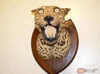 A.j. Wojciechowski (M0rda)