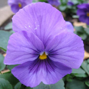 Wiols (Wiola s)