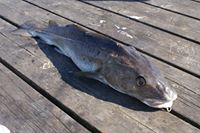 Bartas Wituch (BartasWituch)