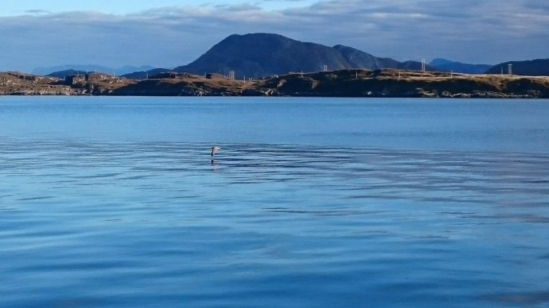 Tomasz Bąk (byzydura), Alesund, Oleszyce