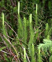 Ann Widlak (AnnWidlak)