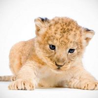 ANDRZEJ KIEDROWSKI (andrej71), bergen, chojnice