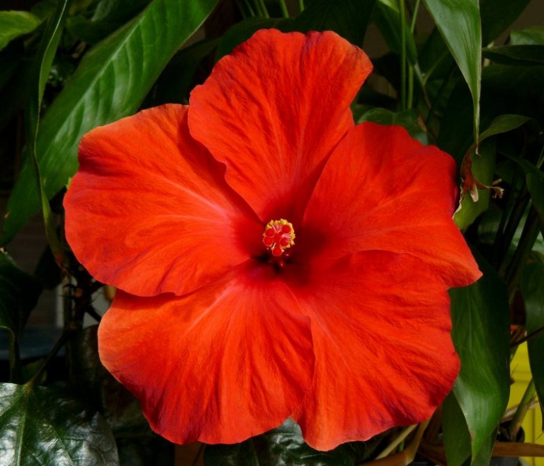 mutter373 (Maria Mutter)