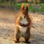 Squirrel Arkadiusz