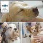 Trimmis Pet Spa Norway 