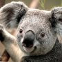 Kuba Jaworski