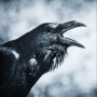 Corvus Corax