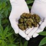 Cannabis Cup