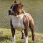 Amstaff American Staffordshire Terrier