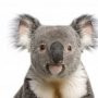 Koala Koala