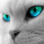 Snaky Eyes