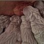 Carski Trakt Kennel Fci